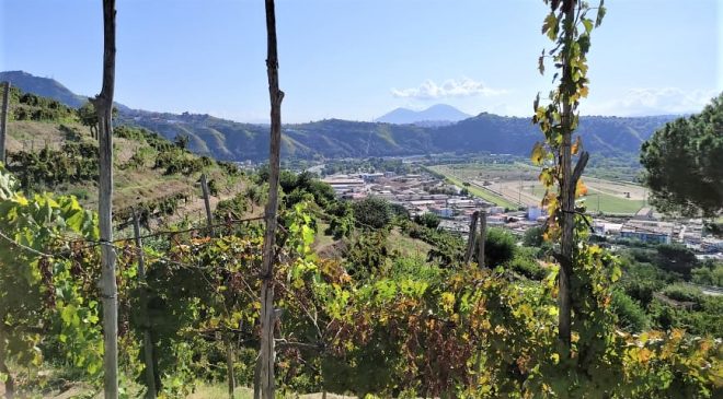 Campania Stories 2021 e lanno del Piedirosso. Pere Palummo nuovo asso dei produttori campani Agnanum Campi Flegrei Raffaele Moccia 1