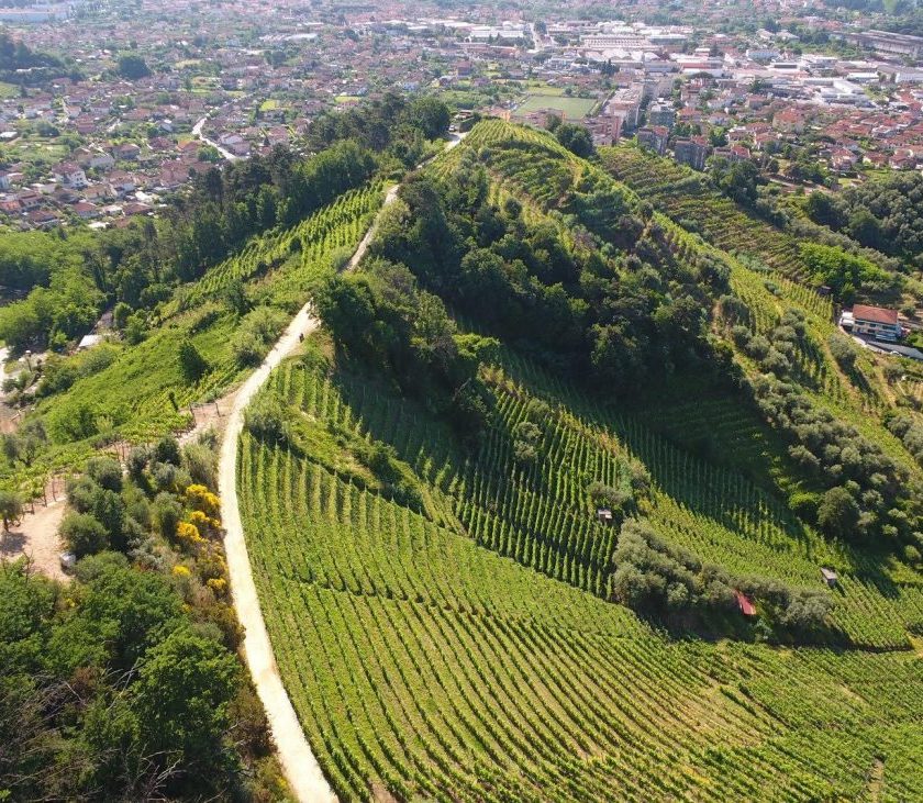 Candia dei Colli Apuani Doc al via la vendemmia eroica 2