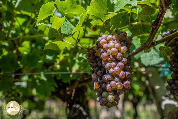 Conclusa la vendemmia per il Pinot grigio Doc delle Venezie Conclusa la vendemmia per il Pinot grigio Doc delle Venezie