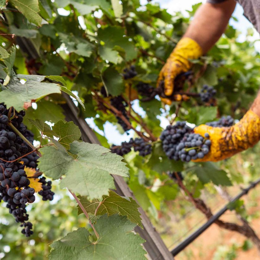 Puglia terminata la vendemmia 2021 per il Primitivo di Manduria