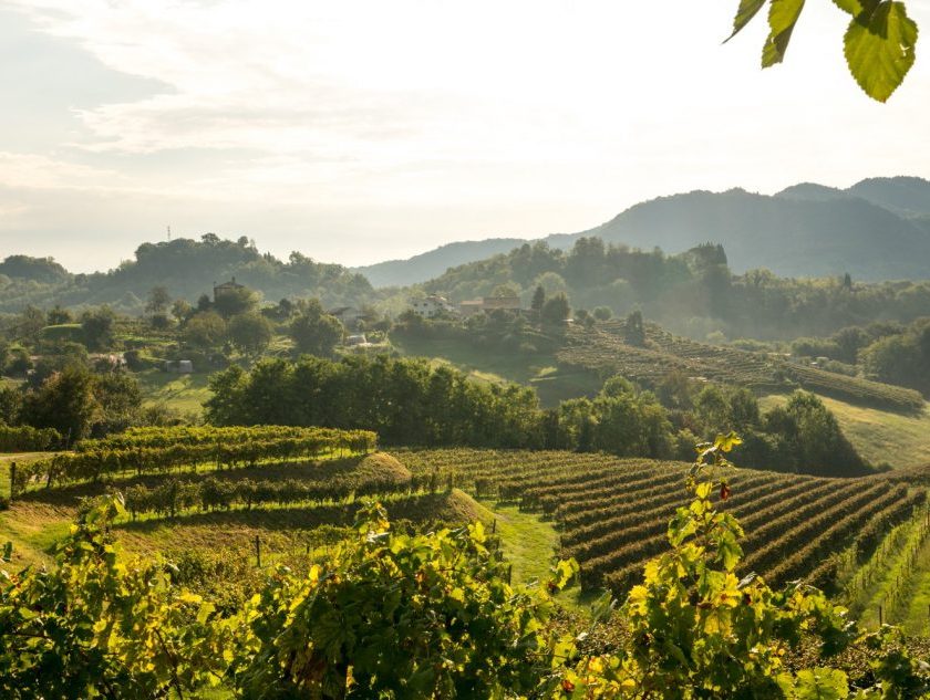 Tenuta Amadio Simone Rech esordio al supermercato gdo con asolo prosecco