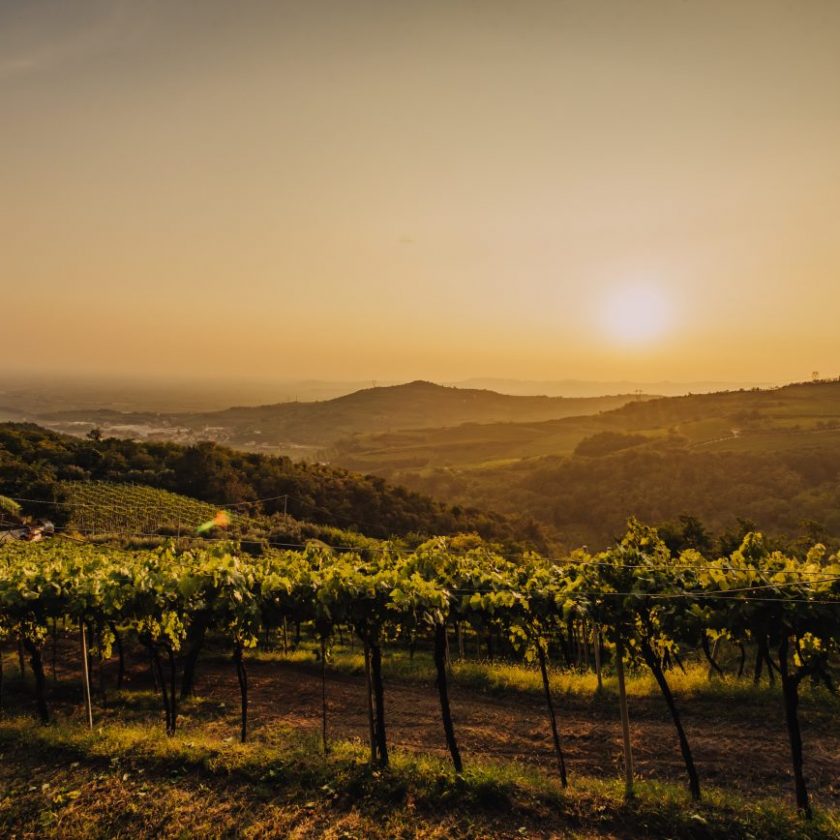 I vini vulcanici di Gambellara tra identita e futuro il distretto della Garganega e qui 3