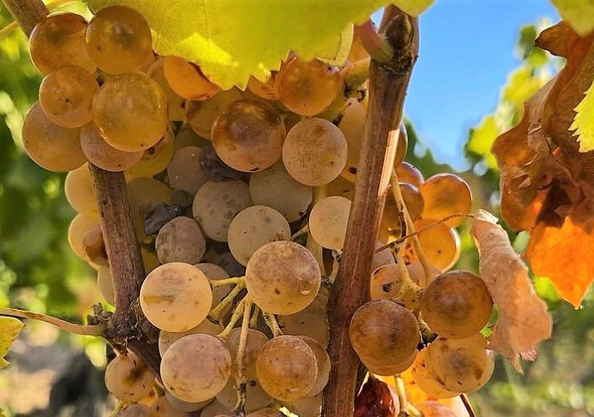 Sardegna uva Granatza Granazza inserita in elenco vitigni autorizzati
