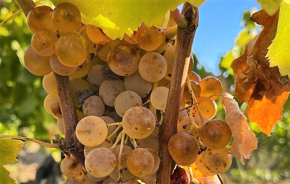 Sardegna, uva Granatza Granazza inserita in elenco vitigni autorizzati 