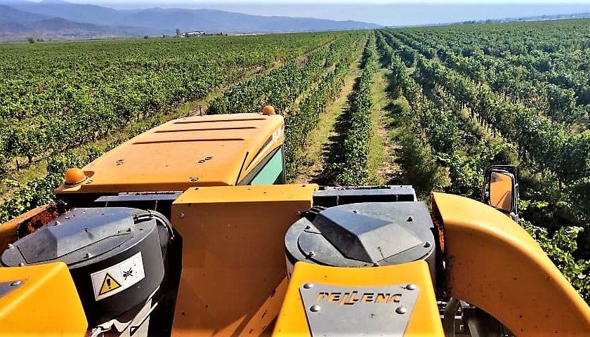 Sulla vendemmiatrice meccanica in Macedonia Dalvina Winery guida la rivoluzione tecnologica delco baltovski 2