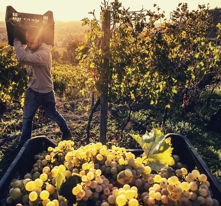 Etna Doc meno uva ma ottima qualita per la vendemmia 2021
