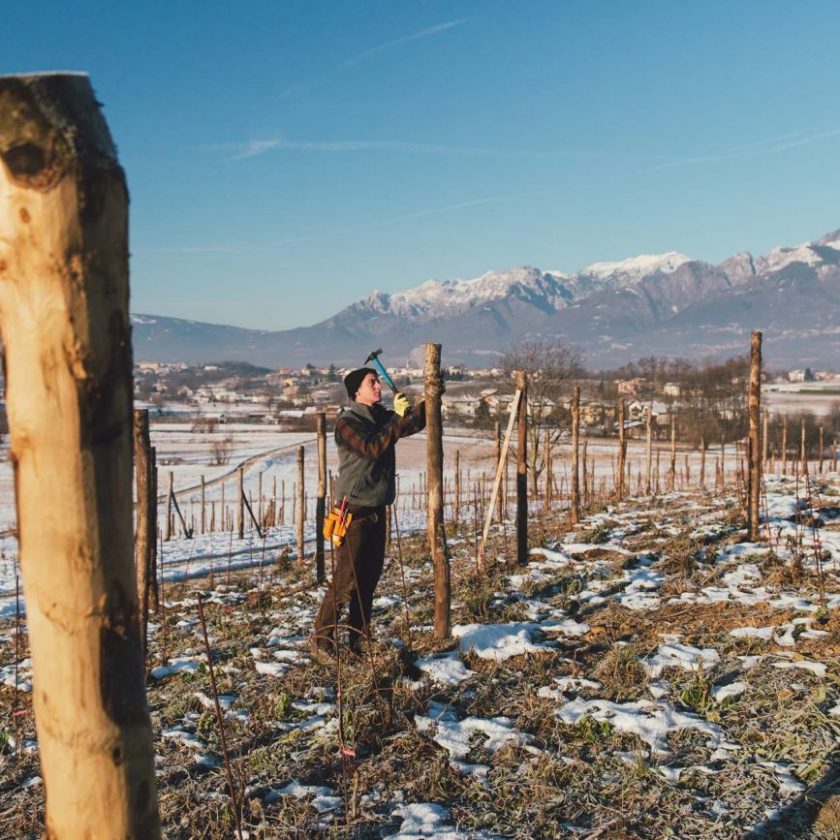Piwi enologo Nicola Biasi rete vitigni resistenti sei cantine nel progetto