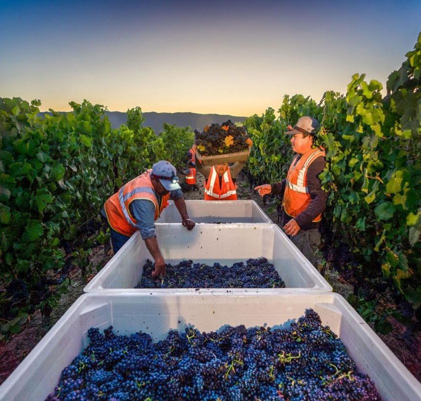 Produzione mondiale di vino 2021 in calo Italia primo produttore