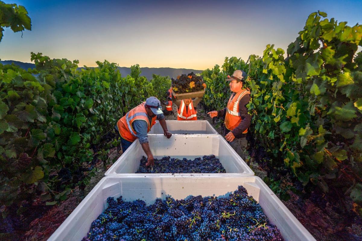 Produzione mondiale di vino 2021 in calo: Italia primo produttore