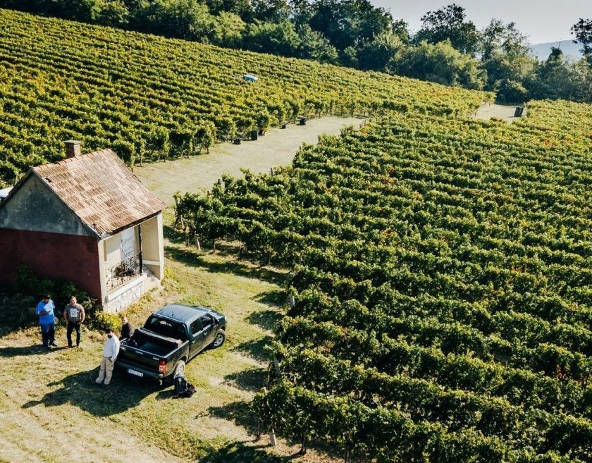 Villany oltre il Cabernet Franc nuovo marchio per agroalimentare della regione vinicola