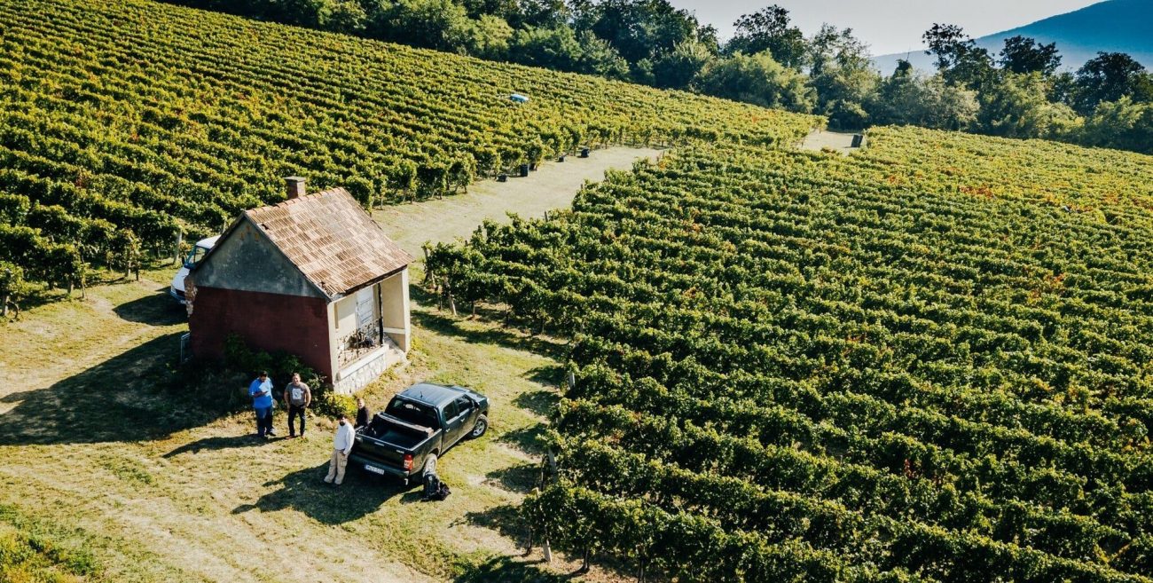 Villány oltre il Cabernet Franc nuovo marchio per l'agroalimentare della regione vinicola