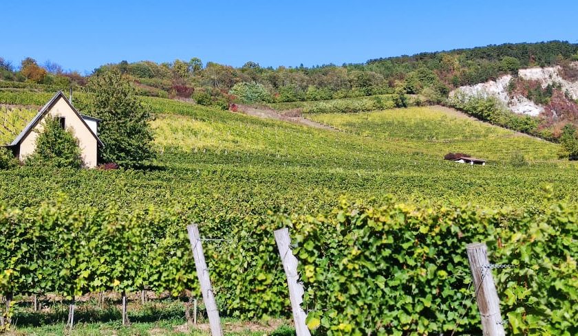 Aszu Day 2021 il vino dolce di Tokaji compie 450 anni. Degustazione storica 1940 2000 e1638733001136