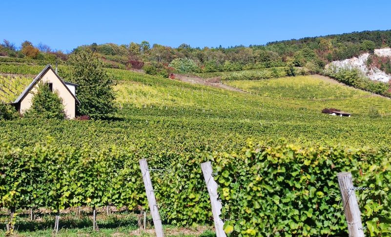 Aszu Day 2021 il vino dolce di Tokaji compie 450 anni. Degustazione storica 1940 2000 e1638733001136