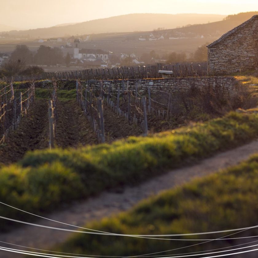 Export vini Borgogna verso il record storico crescita su tutti i mercati 2021 italia