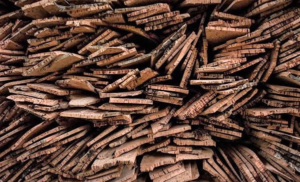 Emendamento Legge di Bilancio contro coleottero perforatore della quercia. Stanziati 150 mila euro per il 2022