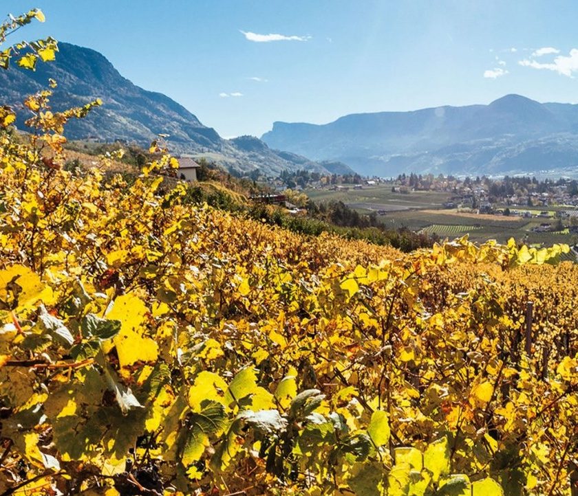 Vendemmia e raccolta delle mele in nero un lavoratore su 4 in provincia di Bolzano