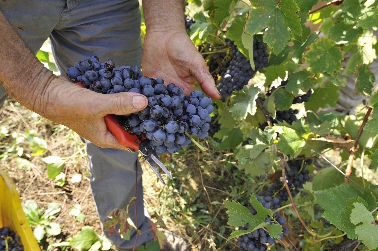 Da crack Piemonte Land of Wine a riforma Consorzi del vino pressing di Fivi