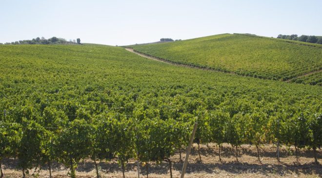 Doc Maremma Toscana 16 nel 2021