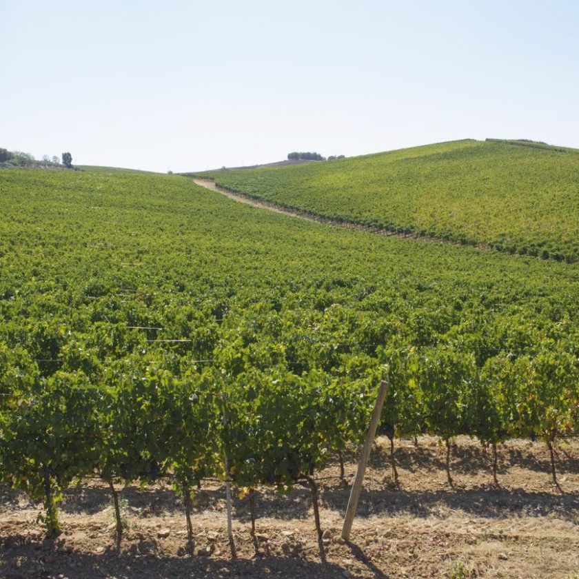 Doc Maremma Toscana 16 nel 2021