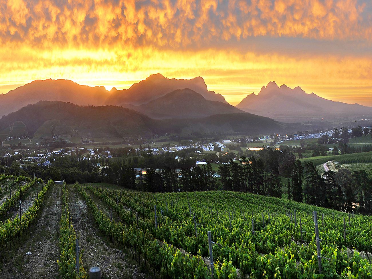 Export Sudafrica salvato dal vino sfuso, ma cresce l'imbottigliato. Exploit dello spumante 