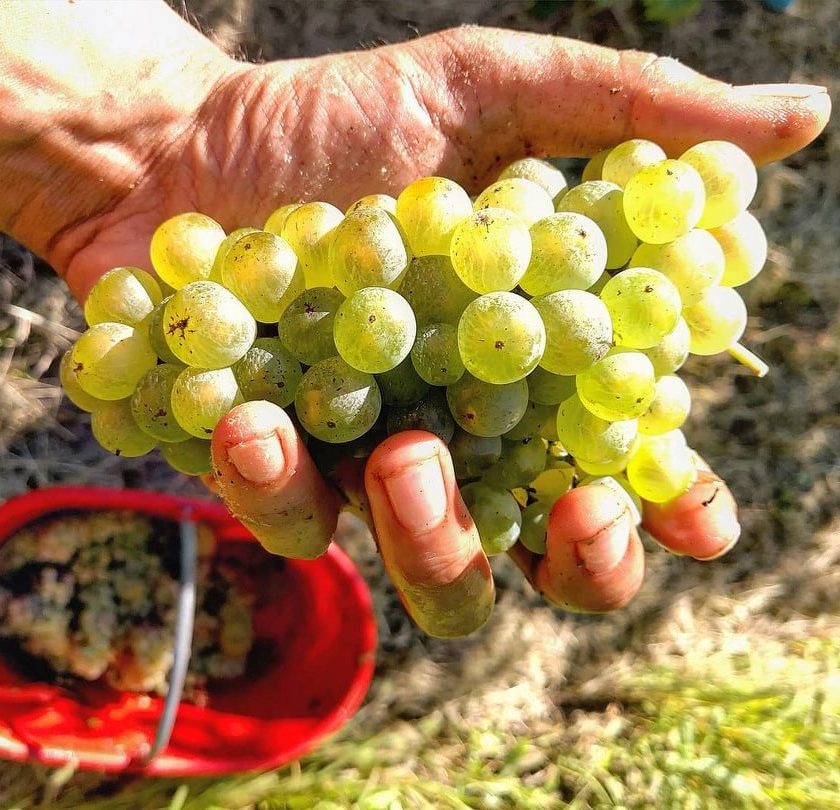 I migliori Riesling italico italiani Oltrepo sugli scudi sorpresa nel Collio croazia grasevina ungheria olaszrizling