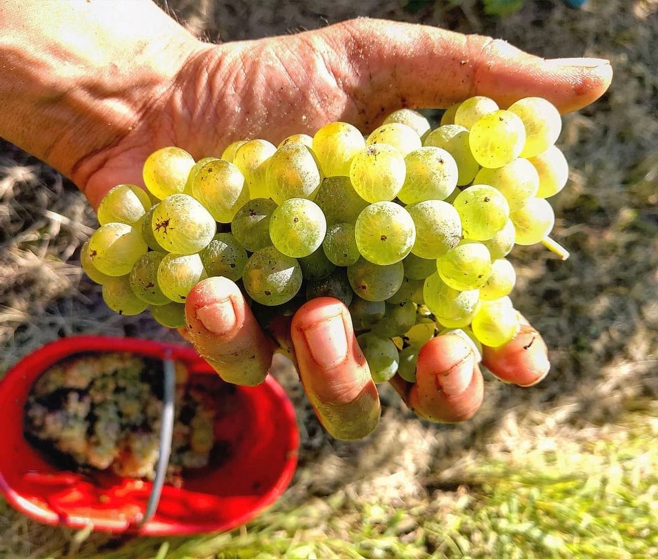 I migliori Riesling italico italiani Oltrepò sugli scudi, sorpresa nel Collio grasevina croazia olaszrizling ungheria