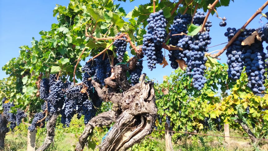 I top 10 migliori Vranec Vranac di Macedonia Montenegro Kosovo world day 2021