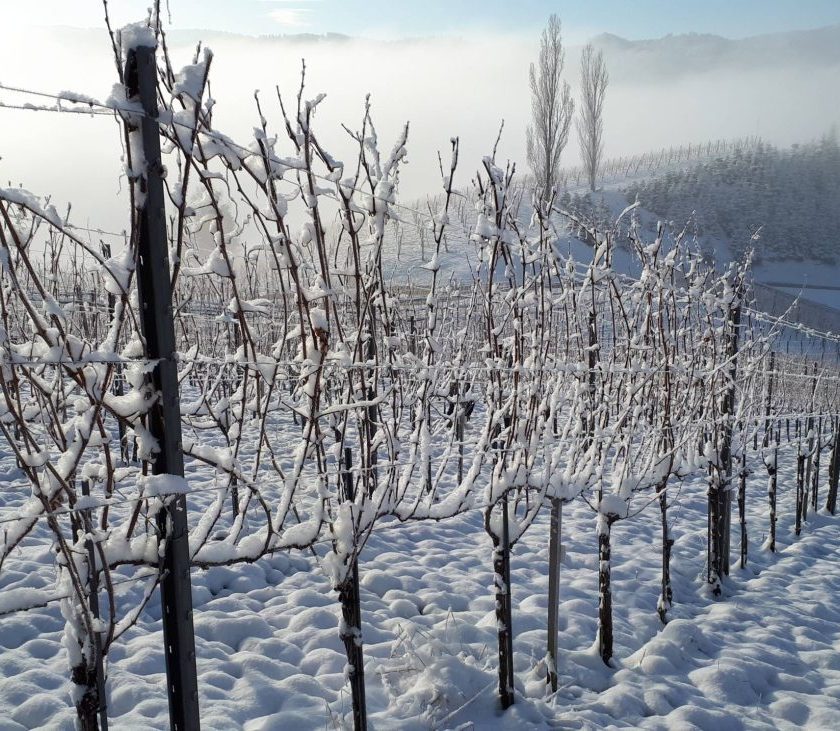Piwi subito nelle Igt come palestra poi nelle Doc Italia svegliati la Francia corre Appello del prof. Attilio Scienza durante il Convegno sui nuovi modelli di viticoltura vitigni resistenti
