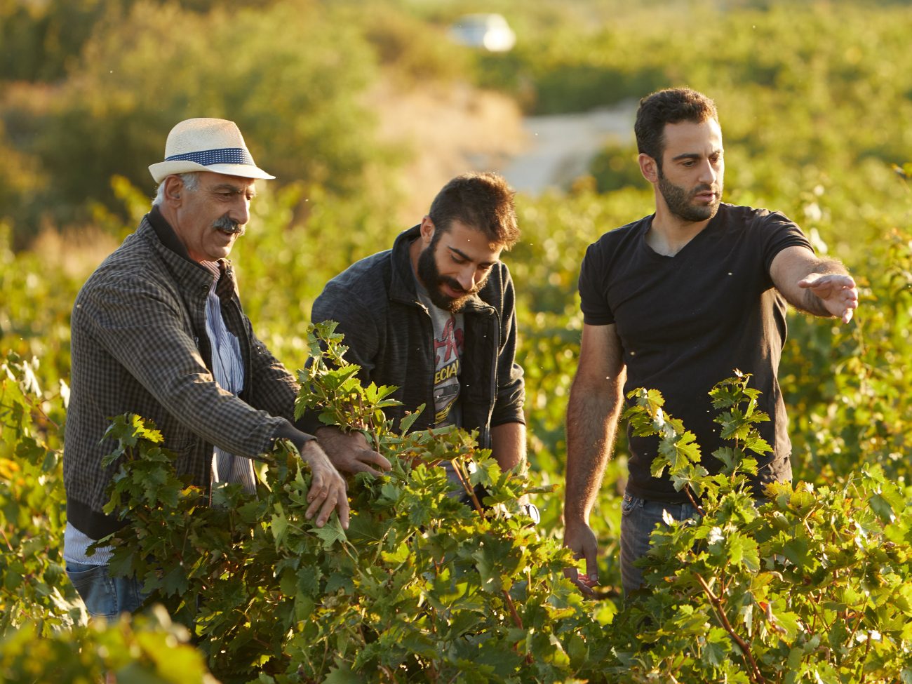 Vitigni autoctoni e viticoltura di montagna i vini di Cipro secondo Vouni Panayia Barba Yiannis Peter Pavlos Andreas Kyriakidis