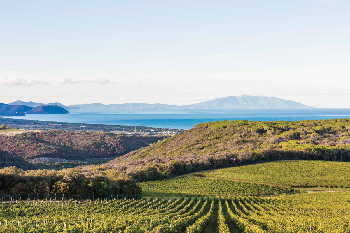 25 milioni di euro alla filiera vitivinicola: raggiunto l'accordo Stato-Regioni