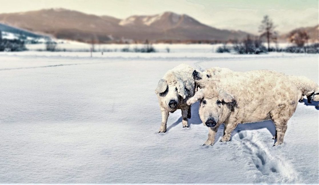 Mangalica la carne di maiale ungherese che piace agli chef e costa sempre di piu nuovi allevatori in italia e1645659632754