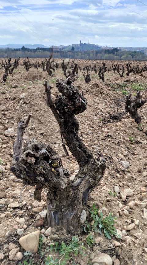 Rioja Doc Viñedo Singular Viña Zaco 2017 di Bodegas Bilbaínas - Viña Pomal