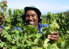 Vendemmia 2022 in Sudafrica poca uva ma di qualità eccellente