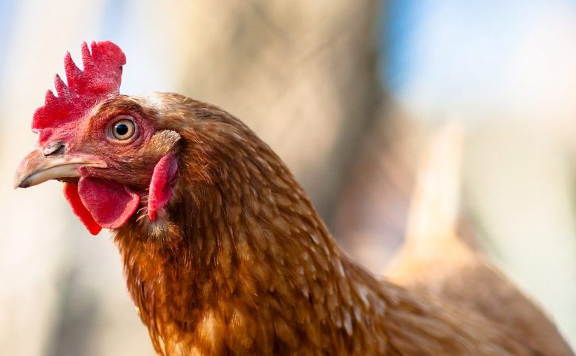 Animal Equality chiede a Iperal Maiorana Maggiorino e Tuodi di applicare politiche cage free