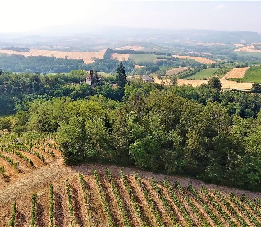 Da Derthona Timorasso a Piccolo Derthona Alessandria capitale vino italiano futuro zampino Walter Massa ultimo scacco imbottigliatori e mediatori uve la denominazione di ricaduta