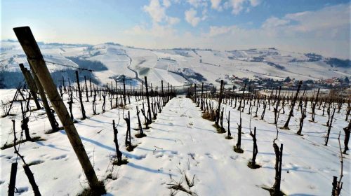 Riesling renano, opportunità per Oltrepò pavese 28 vini con punteggi, dopo riesling Italico