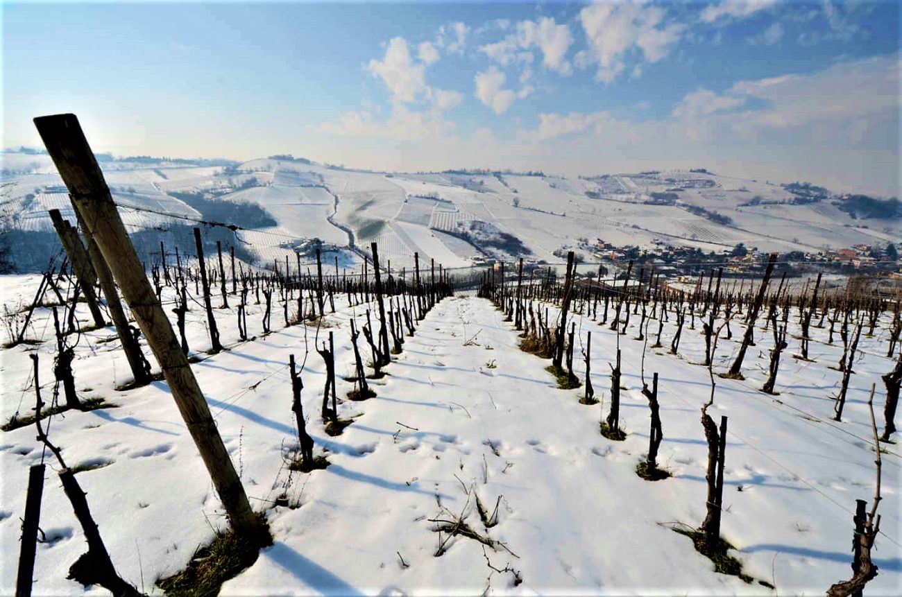 Riesling renano, opportunità per Oltrepò pavese 28 vini con punteggi, dopo riesling Italico