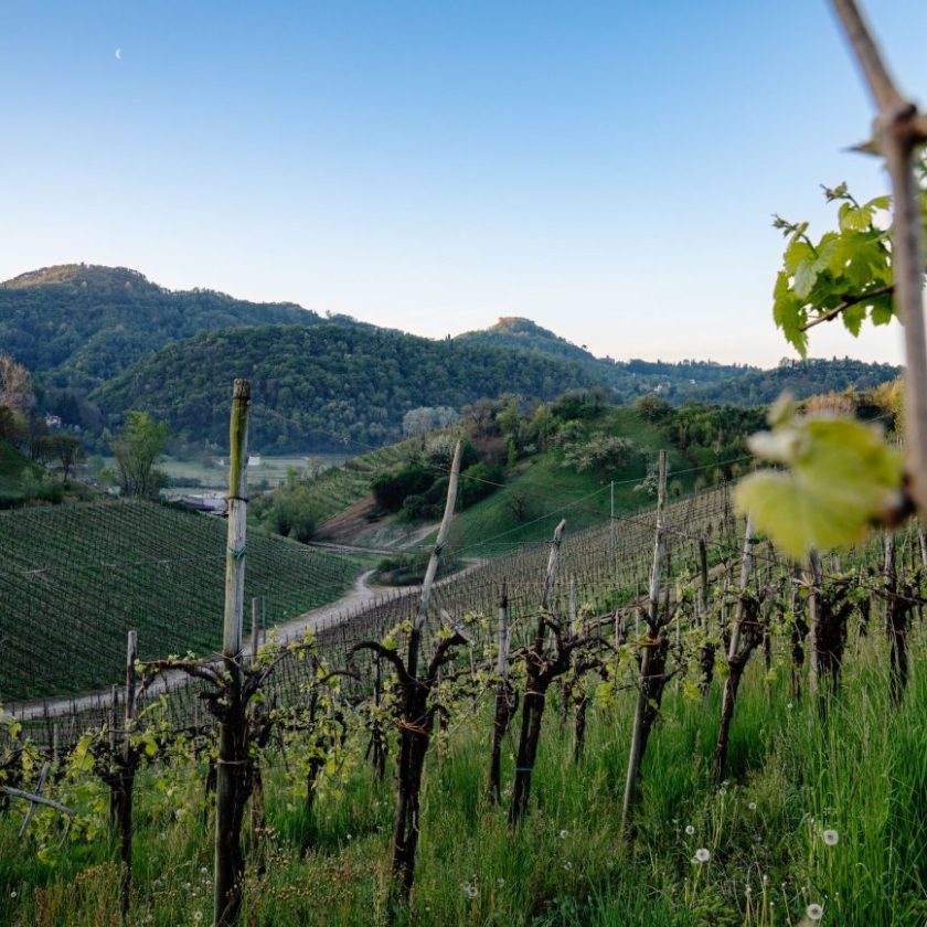 Asolo Prosecco verso lo sblocco della riserva vendemmiale 2021