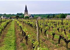 Val de Loire Millésime 2022 tra certezze (Cabernet Franc) e novità a Champtoceaux e Anjou