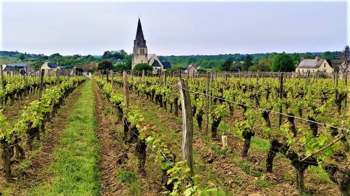 Val de Loire Millésime 2022 tra certezze (Cabernet Franc) e novità a Champtoceaux e Anjou