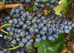 Che Shiraz, Syrah i motivi del successo del vino rosso australiano per antonomasia