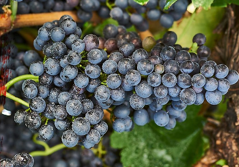 Che Shiraz, Syrah: i motivi del successo del vino rosso australiano per antonomasia. Top 20 assaggi alla Royal Horticultural Hall di Londra