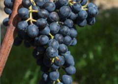 Divico, il vitigno resistente che sposa il Pinot Noir (e consente all’Inghilterra di produrre vini rossi)