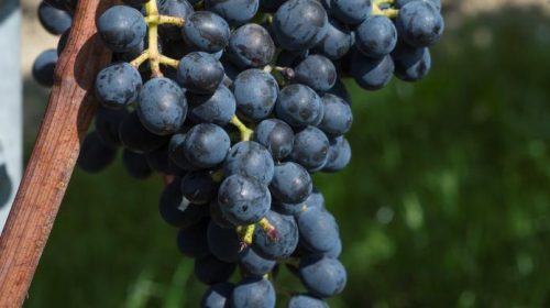 Divico, il vitigno resistente che sposa il Pinot Noir (e consente all'Inghilterra di produrre vini rossi)