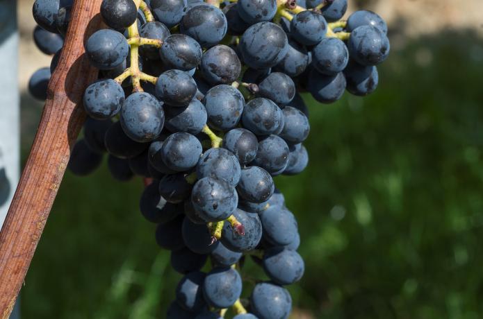Divico, il vitigno resistente che sposa il Pinot Noir (e consente all'Inghilterra di produrre vini rossi)