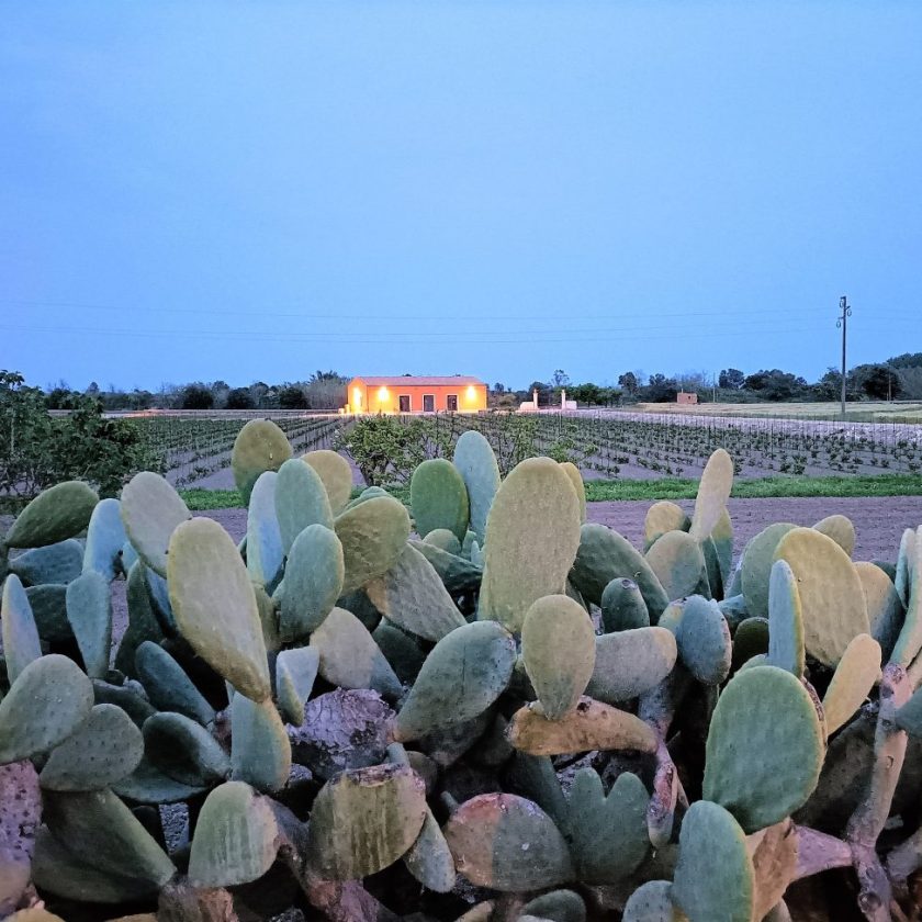 Sicilia en Primeur 2022 viaggio tra Nero d Avola Frappato Cerasuolo di Vittoria e Grillo 1