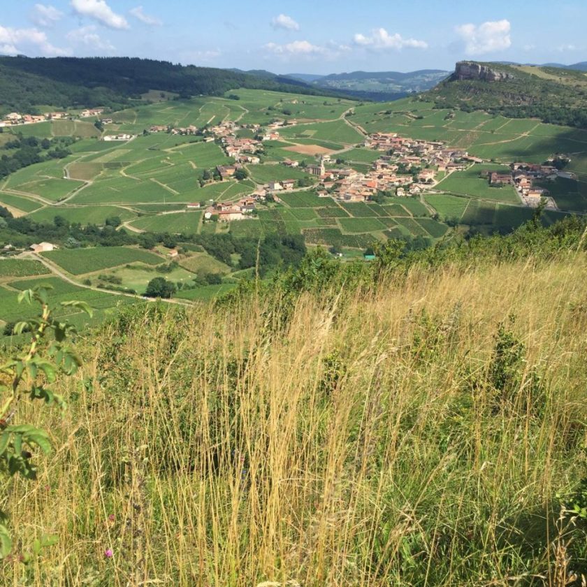 Vendemmia 2022 precoce in Borgogna
