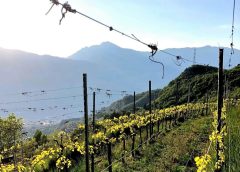 Viticoltura eroica il Trentino riscopre le «98 Terrazze della Vallarsa»