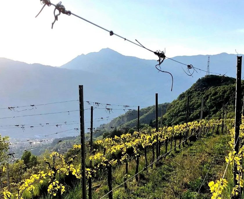 Viticoltura eroica il Trentino riscopre le «98 Terrazze della Vallarsa»