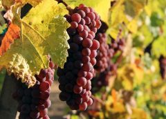 Consorzio Vini Venezia Pinot Grigio 2022 verso lo stoccaggio